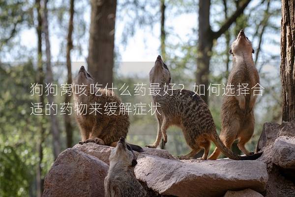 狗狗窩咳吃什么藥最好？如何選擇合適的藥物來緩解癥狀