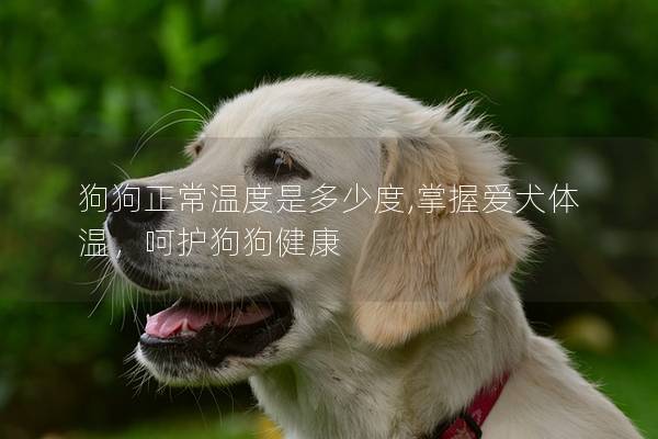 狗狗正常溫度是多少度,掌握愛犬體溫，呵護狗狗健康