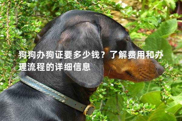 狗狗辦狗證要多少錢？了解費(fèi)用和辦理流程的詳細(xì)信息