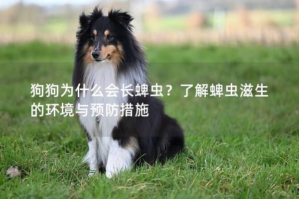 狗狗為什么會長蜱蟲？了解蜱蟲滋生的環境與預防措施