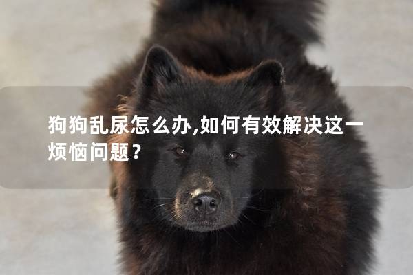 狗狗亂尿怎么辦,如何有效解決這一煩惱問題？