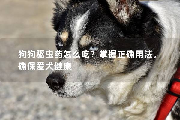 狗狗驅蟲藥怎么吃？掌握正確用法，確保愛犬健康