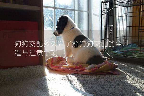 狗狗交配多久？了解狗狗交配的全過(guò)程與注意事項(xiàng)