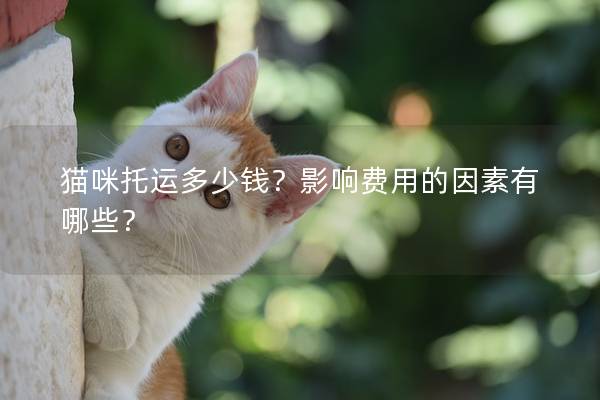 貓咪托運多少錢？影響費用的因素有哪些？