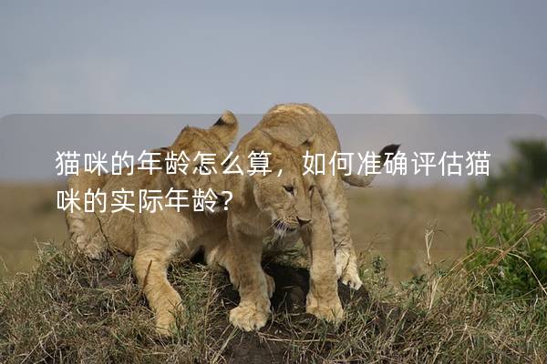 貓咪的年齡怎么算，如何準確評估貓咪的實際年齡？