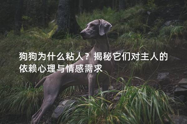 狗狗為什么粘人？揭秘它們對主人的依賴心理與情感需求