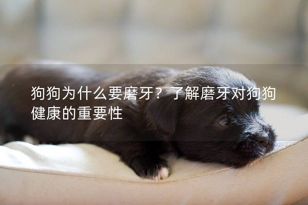 狗狗為什么要磨牙?了解磨牙對狗狗健康的重要性 狗狗為什么要磨牙?了解磨牙對狗狗健康的重要性