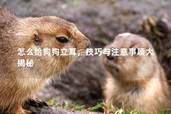 怎么給狗狗立耳，技巧與注意事項大揭秘