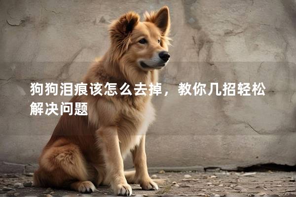 狗狗淚痕該怎么去掉，教你幾招輕松解決問題