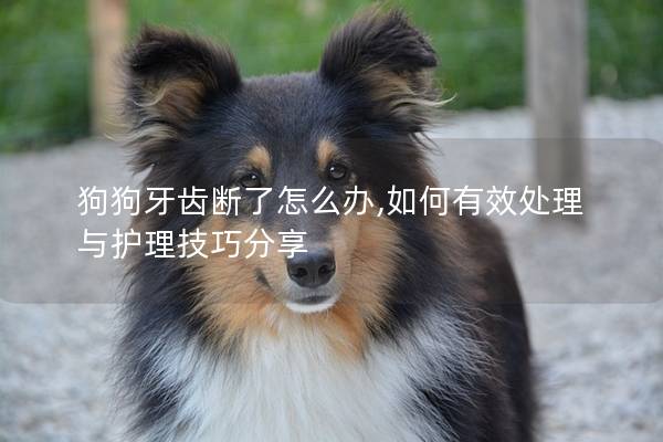 狗狗牙齒斷了怎么辦,如何有效處理與護理技巧分享