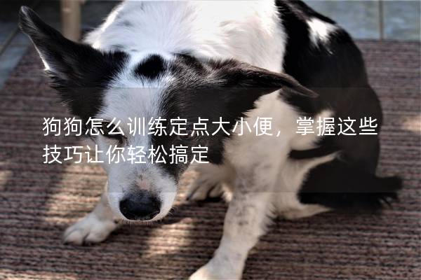 狗狗怎么訓練定點大小便，掌握這些技巧讓你輕松搞定
