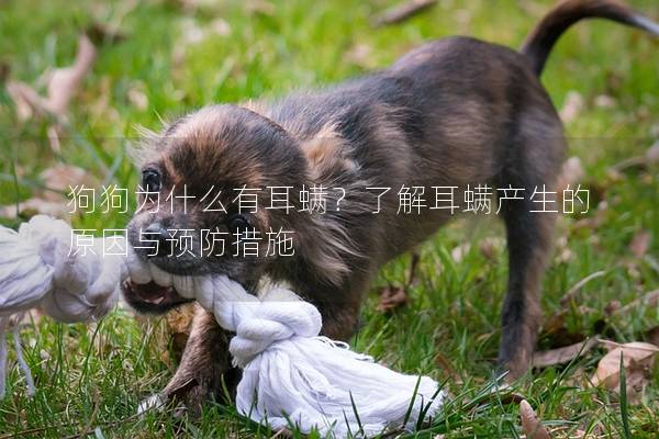 狗狗為什么有耳螨？了解耳螨產(chǎn)生的原因與預(yù)防措施