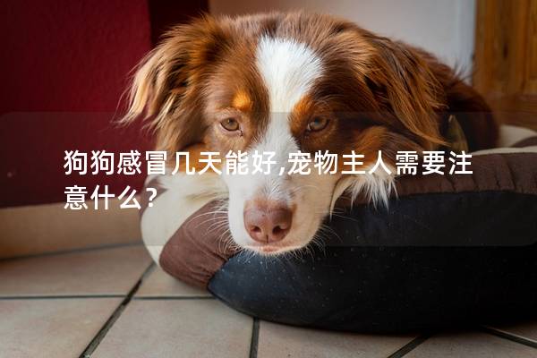 狗狗感冒幾天能好,寵物主人需要注意什么? 狗狗感冒幾天能好,寵物主人需要注意什么?