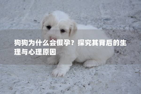 狗狗為什么會假孕？探究其背后的生理與心理原因