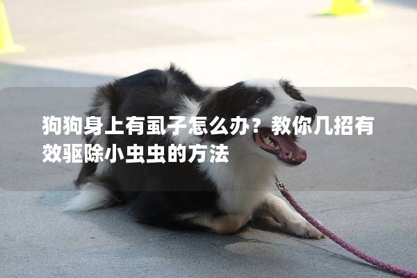 狗狗身上有虱子怎么辦?教你幾招有效驅(qū)除小蟲蟲的方法 狗狗身上有虱子怎么辦?教你幾招有效驅(qū)除小蟲蟲的方法