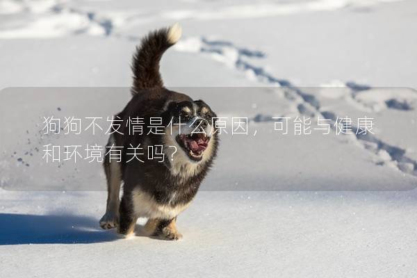 狗狗不發(fā)情是什么原因，可能與健康和環(huán)境有關(guān)嗎？