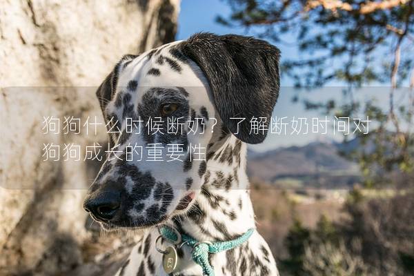 狗狗什么時候斷奶？了解斷奶時間對狗狗成長的重要性