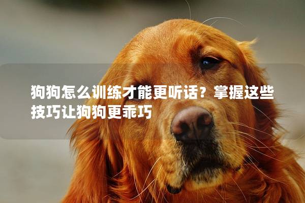 狗狗怎么訓(xùn)練才能更聽(tīng)話？掌握這些技巧讓狗狗更乖巧