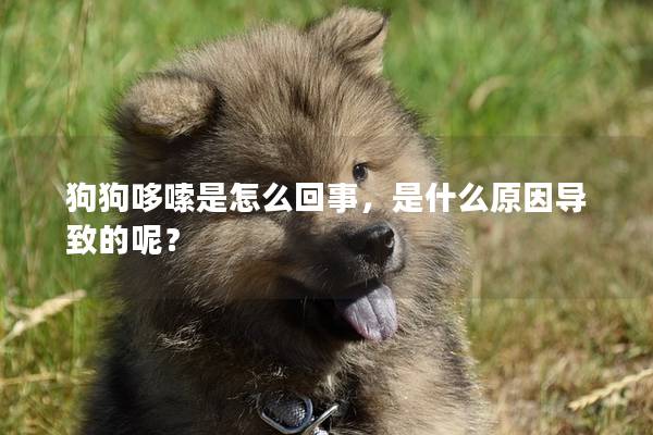 狗狗哆嗦是怎么回事，是什么原因導致的呢？