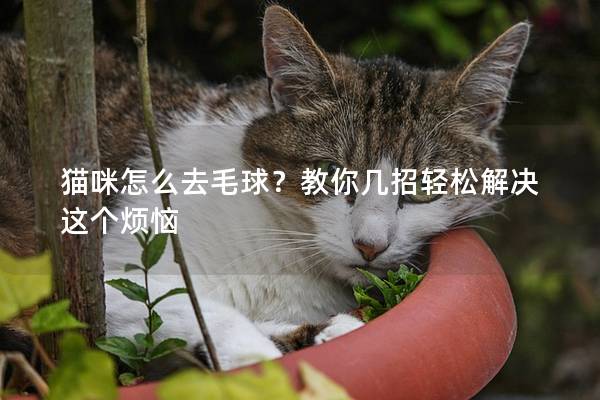 貓咪怎么去毛球？教你幾招輕松解決這個(gè)煩惱