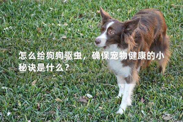 怎么給狗狗驅蟲，確保寵物健康的小秘訣是什么？