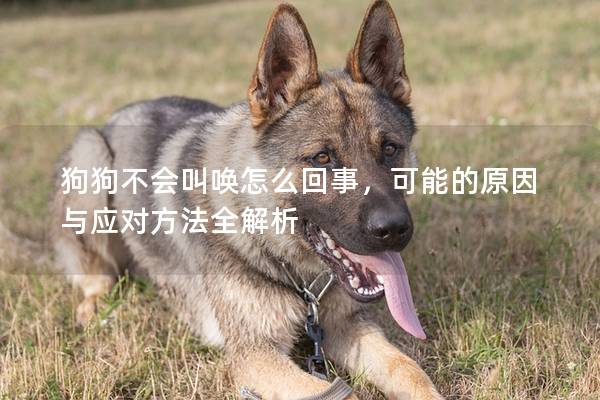 狗狗不會叫喚怎么回事，可能的原因與應對方法全解析