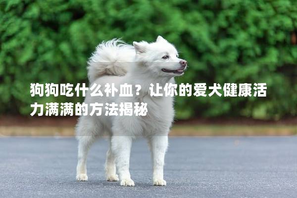 狗狗吃什么補血？讓你的愛犬健康活力滿滿的方法揭秘