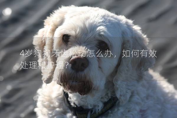 4歲狗狗牙齒松動怎么辦，如何有效處理和護理？