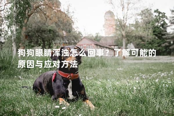 狗狗眼睛渾濁怎么回事？了解可能的原因與應(yīng)對方法