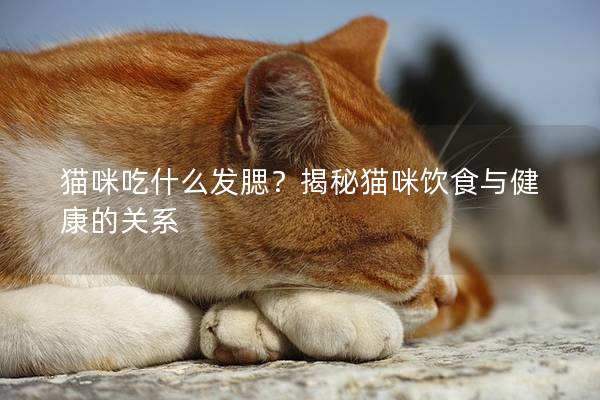 貓咪吃什么發腮？揭秘貓咪飲食與健康的關系