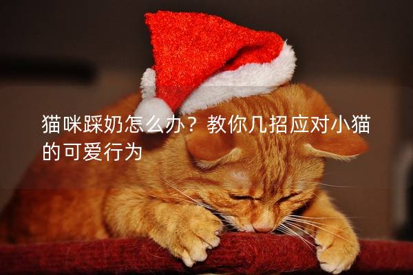 貓咪踩奶怎么辦?教你幾招應(yīng)對(duì)小貓的可愛行為 貓咪踩奶怎么辦?教你幾招應(yīng)對(duì)小貓的可愛行為