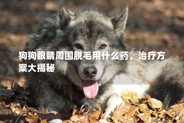 狗狗眼睛周圍脫毛用什么藥,治療方案大揭秘 狗狗眼睛周圍脫毛用什么藥,治療方案大揭秘