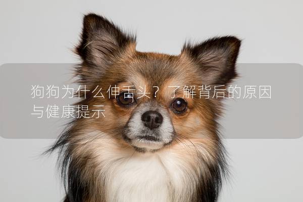 狗狗為什么伸舌頭？了解背后的原因與健康提示