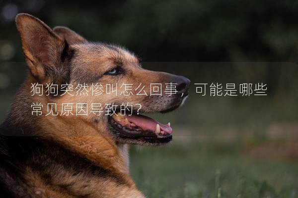 狗狗突然慘叫怎么回事，可能是哪些常見(jiàn)原因?qū)е碌模?></em><p>狗狗突然慘叫怎么回事，可能是哪些常見(jiàn)原因?qū)е碌模?/p><span>2025-02-08</span></a></li><li><a title=