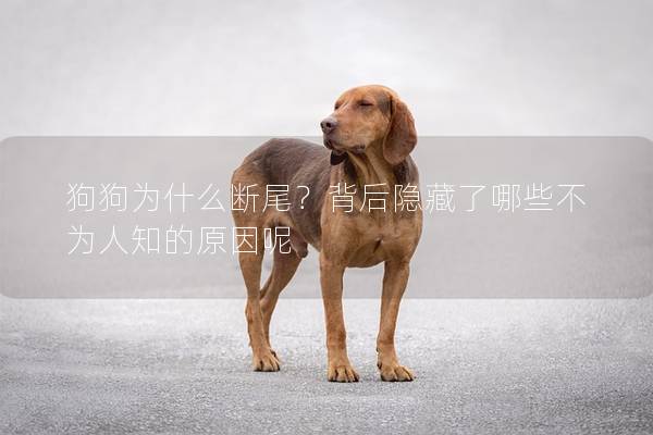 狗狗為什么斷尾？背后隱藏了哪些不為人知的原因呢