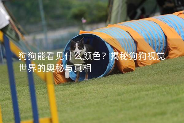 狗狗能看見什么顏色？揭秘狗狗視覺世界的奧秘與真相