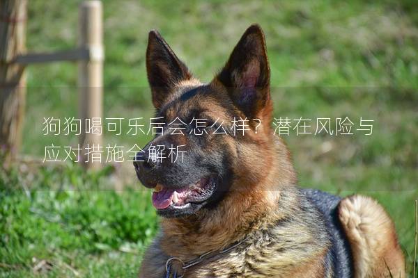 狗狗喝可樂后會怎么樣？潛在風險與應對措施全解析