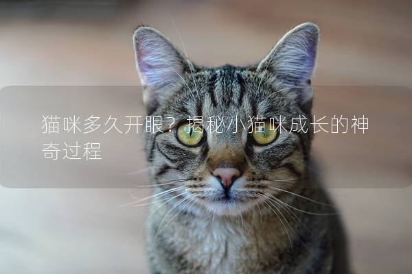 貓咪多久開眼？揭秘小貓咪成長的神奇過程