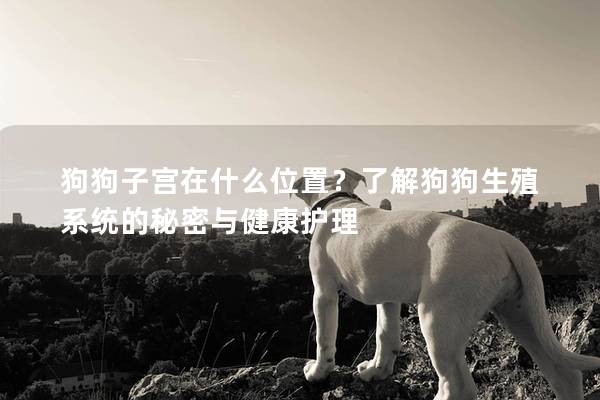 狗狗子宮在什么位置？了解狗狗生殖系統(tǒng)的秘密與健康護(hù)理
