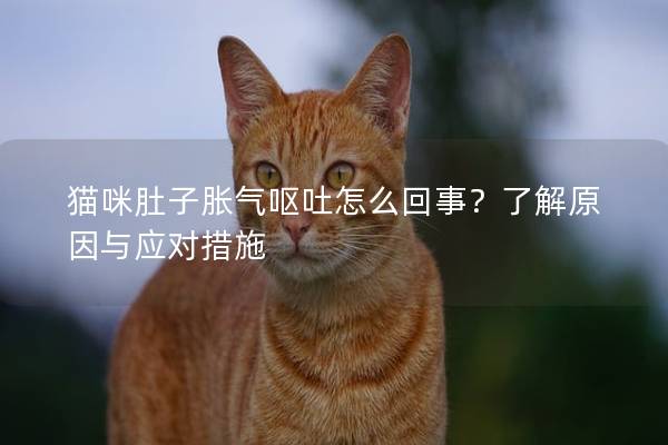 貓咪肚子脹氣嘔吐怎么回事？了解原因與應對措施