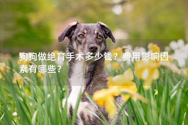 狗狗做絕育手術多少錢？費用影響因素有哪些？