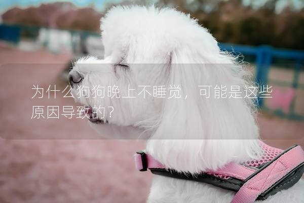 為什么狗狗晚上不睡覺，可能是這些原因導致的？