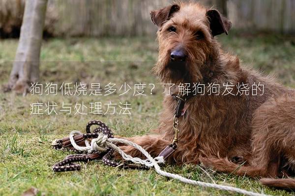 狗狗低燒是多少度？了解狗狗發燒的癥狀與處理方法