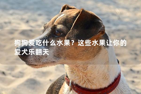 狗狗愛吃什么水果？這些水果讓你的愛犬樂翻天