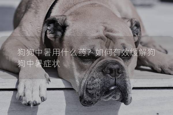 狗狗中暑用什么藥？如何有效緩解狗狗中暑癥狀