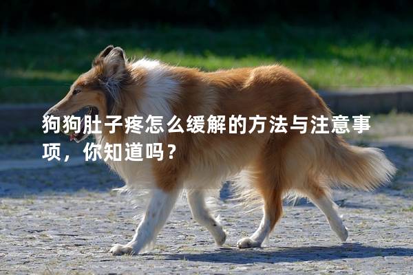 狗狗肚子疼怎么緩解的方法與注意事項(xiàng)，你知道嗎？