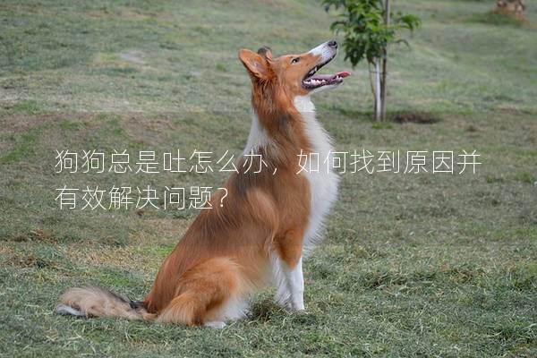 狗狗總是吐怎么辦，如何找到原因并有效解決問(wèn)題？