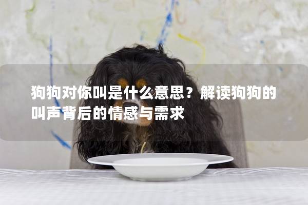 狗狗對你叫是什么意思？解讀狗狗的叫聲背后的情感與需求