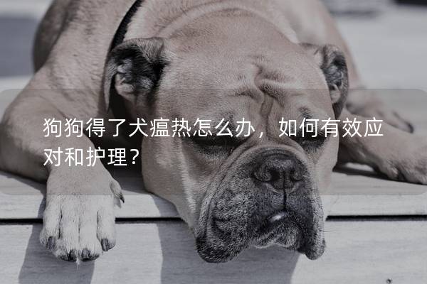 狗狗得了犬瘟熱怎么辦，如何有效應對和護理？