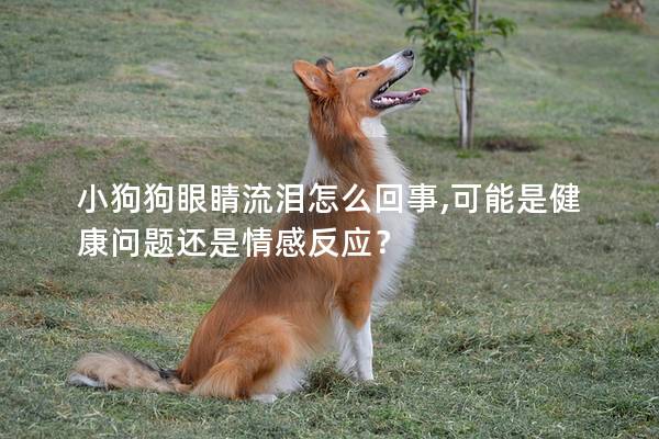 小狗狗眼睛流淚怎么回事,可能是健康問題還是情感反應？
